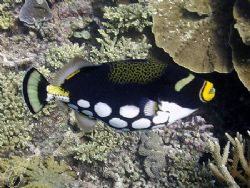Just clowning about here on the reef! by Brian Mayes 